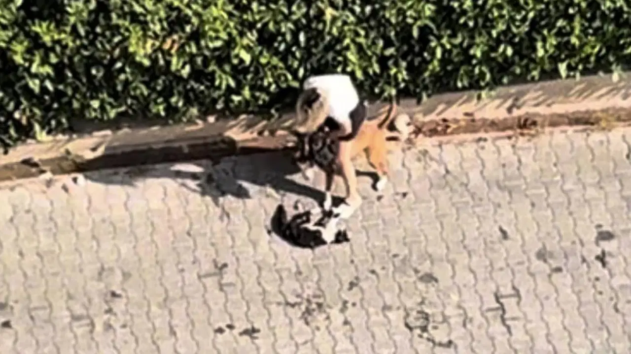 Pitbull Köpeği Kediyi Parçaladı
