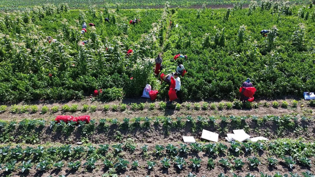 Samsun'da erkenci kışlık sebzelerin ekimi başladı