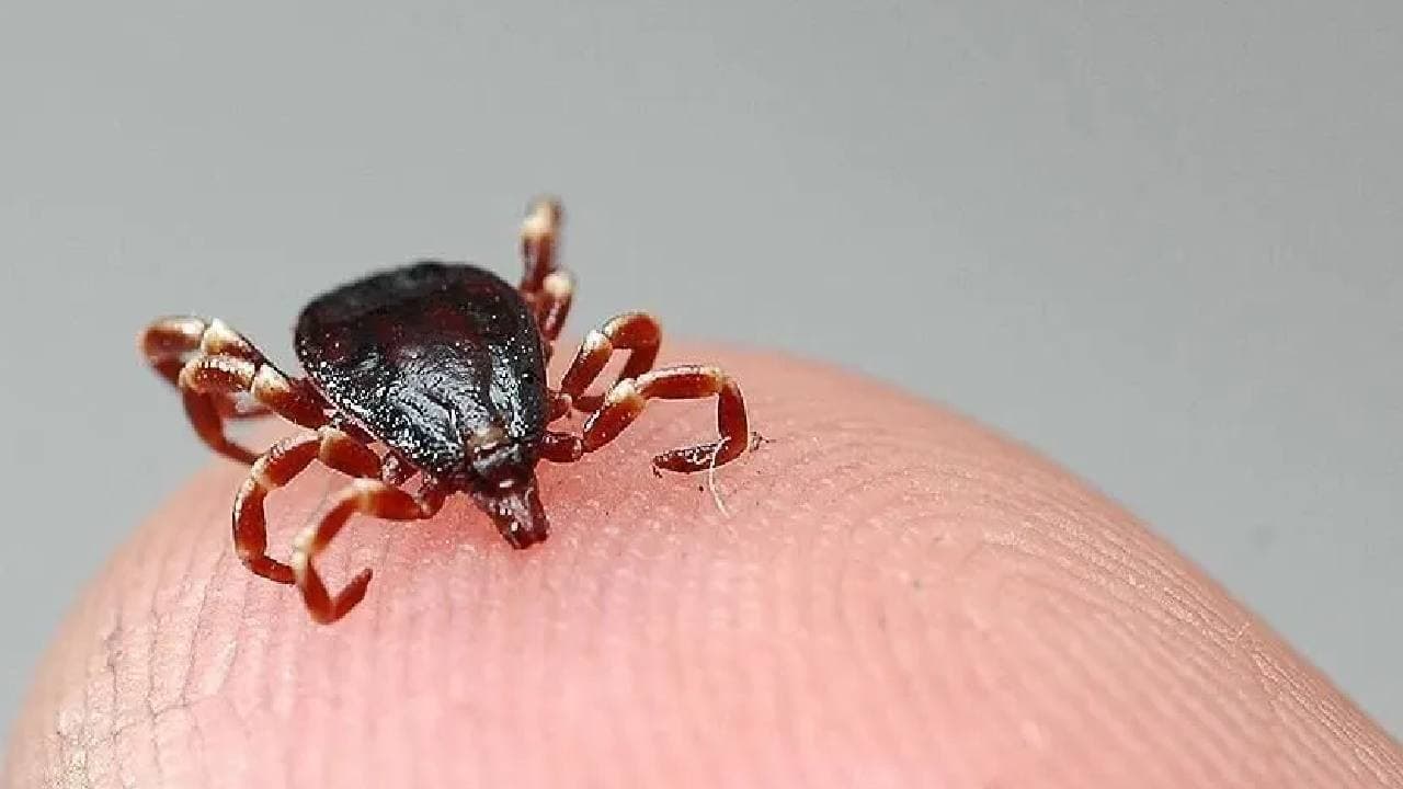 Kene ısırığındaki bu belirtiye dikkat: Halka şeklinde büyüyen kızarıklık ne anlama geliyor?