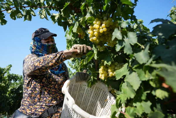 Buldan'da Hasat Sezonu Başladı